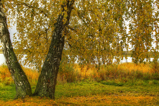 779591 (a): :2300x1530